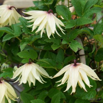 Clematis koreana Amber - Bosrank