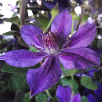 Clematis Mon Amour Zomoa - Grootbloemige clematis