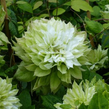 Clematis Sen no Kaze - Grootbloemige bosrank