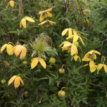 Clematis tibetana Orange Peel - Gouden bosrank