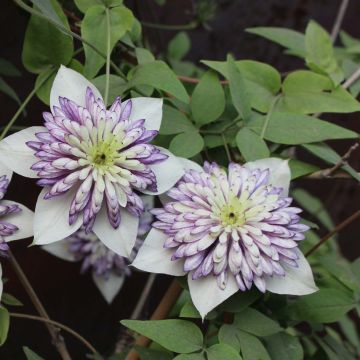 Clematis Viennetta - Bosrank