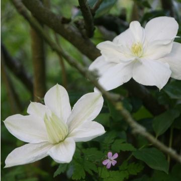 Clematis patens Mme Lecoultre - Bosrank