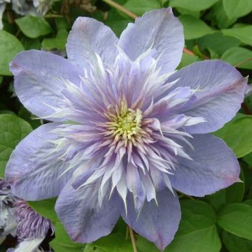 Clematis patens Blue Light - Bosrank