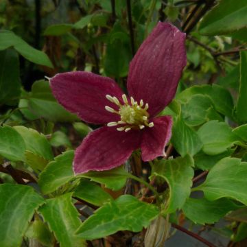 Clematis cirrhosa Lansdowne Gem - Groenblijvende bosrank