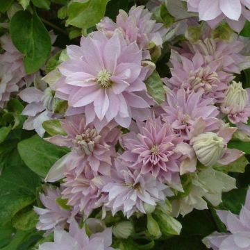 Clematis patens Dancing Queen - Bosrank