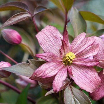 Clematis montana Sunrise - Bergbosrank