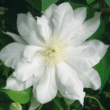 Clematis patens Duchess of Edinburgh - Bosrank