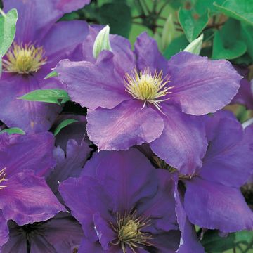 Clematis patens Général Sikorski - Bosrank