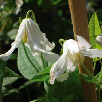 Clematis integrifolia Alba - Struikclematis wit