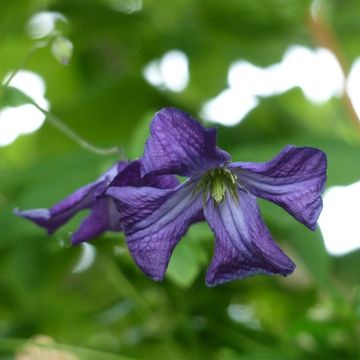 Clematis viticella - Italiaanse clematis