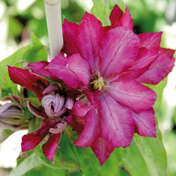 Clematis patens Kaen - Bosrank