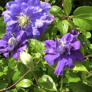 Clematis patens Kiri Te Kanawa - Bosrank