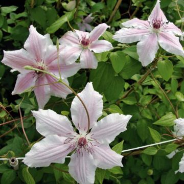 Clematis patens Parasol - Bosrank