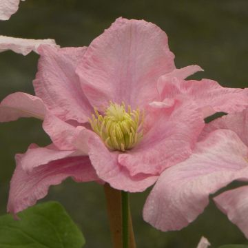 Clematis Pink Celebration - Grootbloemige clematis