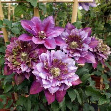 Clematis patens Temptation - Bosrank