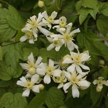 Clematis vitalba Trichotoma - Wilde bosrank