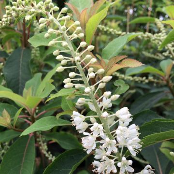 Clethra barbinervis Great Star - Schijnels