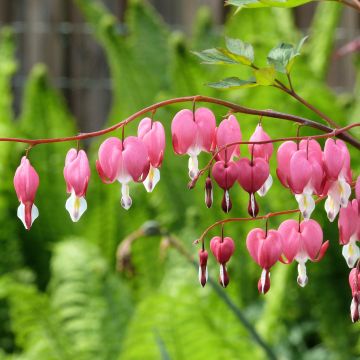 Dicentra spectabilis Roze - Gebroken hartje