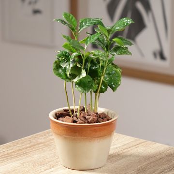 Koffieplant - Coffea arabica