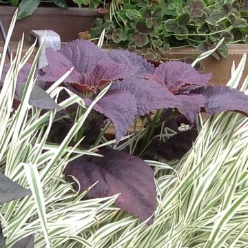 Coleus Black Prince - Siernetel
