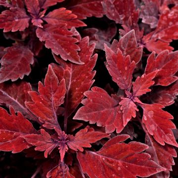 Coleus FlameThrower Salsa Roja - Siernetel