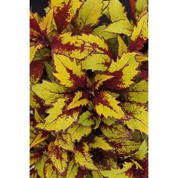 Coleus FlameThrower Spice Curry - Siernetel