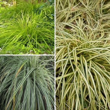 Collectie 3 Carex EverColor