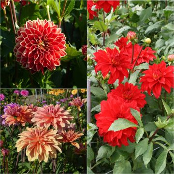 Collectie 3 decoratieve reuzen-dahlia's, warme tinten