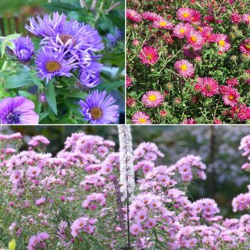 Collectie 3 Aster novae-angliae - Grote Herfstasters