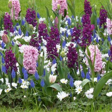 Collectie Geurendoorntuin