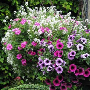 # Collectie Berry Cascade