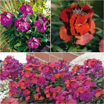 Collectie van 3 Vaste Muurbloemen - Erysimum Winter