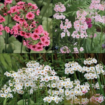 # Collectie van 3 Japanse Sleutelbloemen