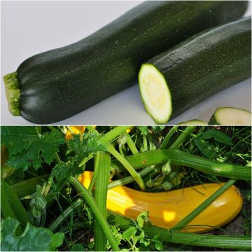 Collectie duo van 2 gegratteerde courgetteplanten