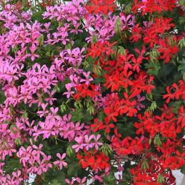 # Collectie 10 Balkongeraniums Rood en Roze