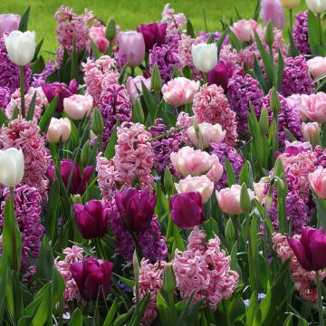 Collectie Romantische Harmonie