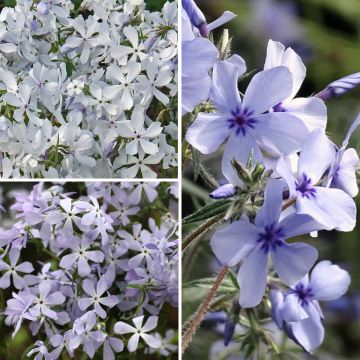 Collectie geurende kleine Phlox