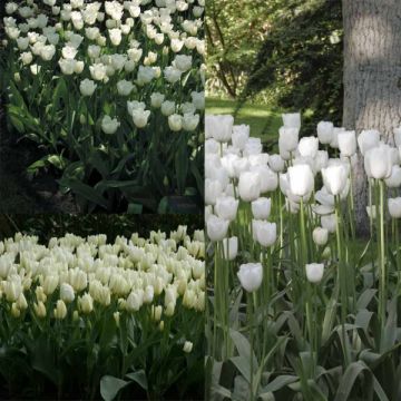 Collectie 2 maanden Witte Tulpen