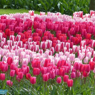 # Collectie Tulpen Darwin Delight