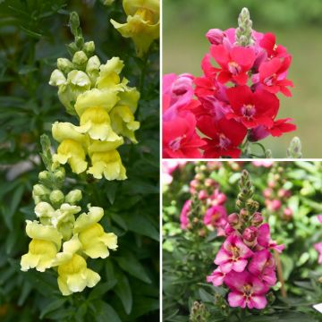 Collectie Leeuwenbekken Antirrhinum