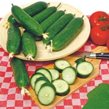 Snackkomkommer Iznik F1