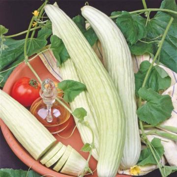 Komkommer White Wonder