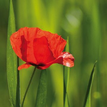 Papaver rhoeas (zaad) - Wilde grote klaproos