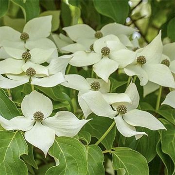 Cornus kousa Roberts Select - Japanse kornoelje