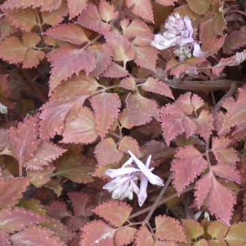 Corydalis quantmeyeriana Chocolate Stars - Helmbloem