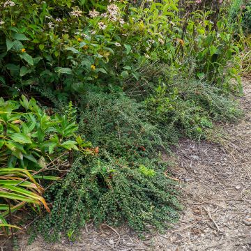 Cotoneaster praecox Boer - Dwergmispel