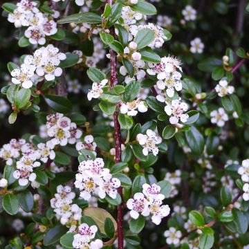 Cotoneaster procumbens Queen of Carpets - Kruipende dwergmispel