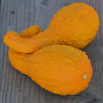 Kromnekpompoen BIO - Ferme de Sainte Marthe