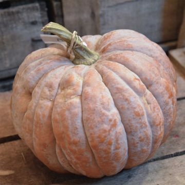 Muskuspompoen Futsu Black Rinded BIO - Ferme de Sainte Marthe