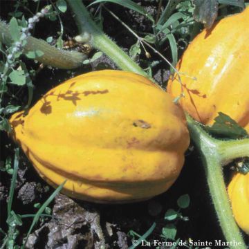 Pompoen Table Gold BIO - Ferme de Sainte Marthe